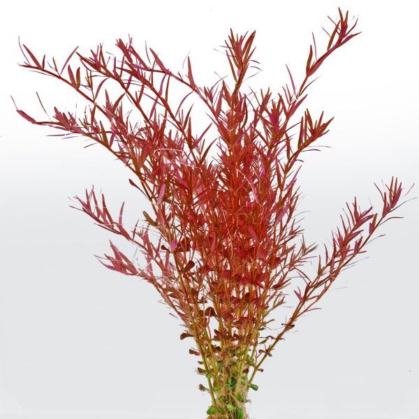 'Rotala 'BLOOD RED'